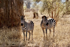 From Cape Town: Full-Day Big 5 Game Drive Safari with Lunch