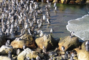 Vanuit Kaapstad: privétour Kaap Agulhas van een hele dag