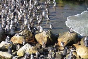 Из Кейптауна: индивидуальный тур на целый день на мыс Игольный