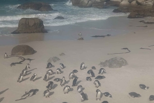 Desde Ciudad del Cabo: Tour privado de un día por el Cabo de las Agujas