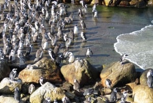 From Cape Town: Full-Day Cape Agulhas Private Tour