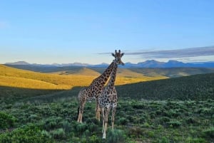 Da Città del Capo: Safari di un giorno intero con colazione e pranzo