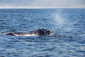 Fra Cape Town: Heldagstur til Hermanus