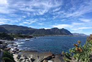 Fra Cape Town: Heldagstur til Hermanus