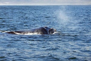 Fra Cape Town: Heldagstur til Hermanus