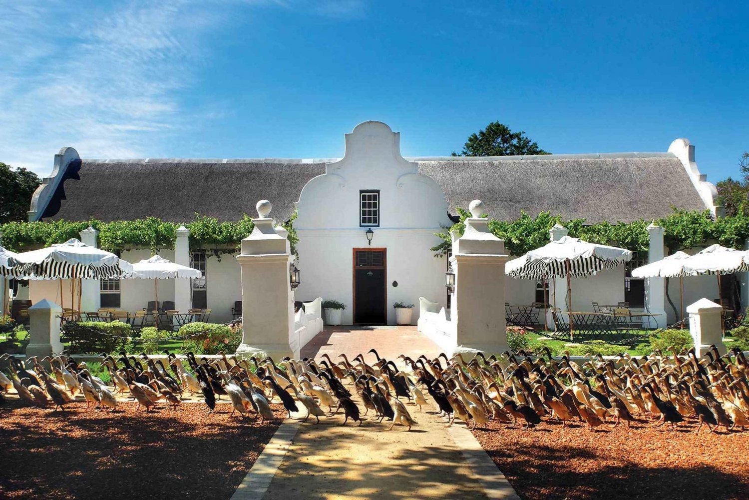 From Cape Town: Full-Day Winelands Tour with Tasting