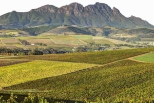 From Cape Town: Full-Day Winelands Tour with Tasting