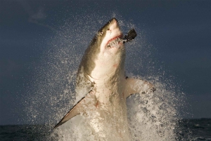 From Cape Town: Gans Bay Shark Cage Diving