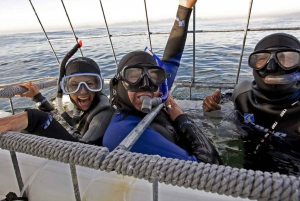 From Cape Town: Gans Bay Shark Cage Diving