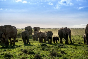 From Cape Town: Garden Route, Addo and Winelands 7-Day Tour