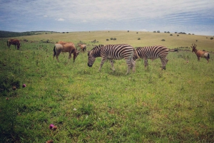 Garden Route, Addo and Winelands: 7-Day Combo from Cape Town