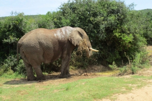 Garden Route, Addo and Winelands: 7-Day Combo from Cape Town