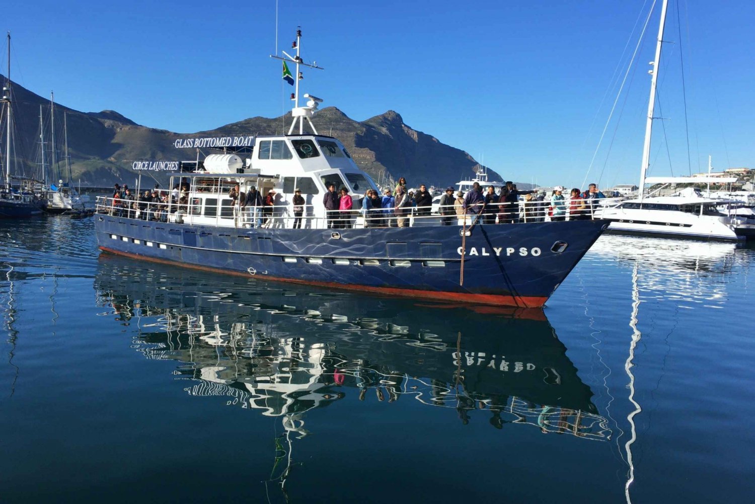 Från Kapstaden: Sälskådningstur med glasbåt