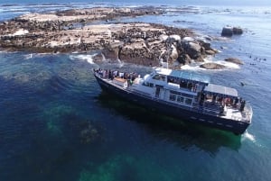 Depuis Le Cap : excursion d'observation des phoques en bateau à fond de verre
