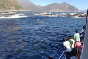Da Città del Capo: tour di osservazione delle foche in barca con fondo di vetro