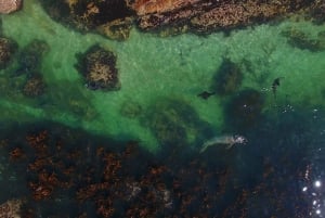 Depuis Le Cap : excursion d'observation des phoques en bateau à fond de verre