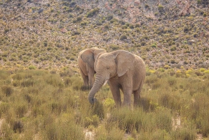 Desde Ciudad del Cabo: Sólo traslado en grupo a la Reserva de Caza Aquilla
