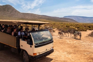 From Cape Town: Group Transfer Only to Aquilla Game Reserve