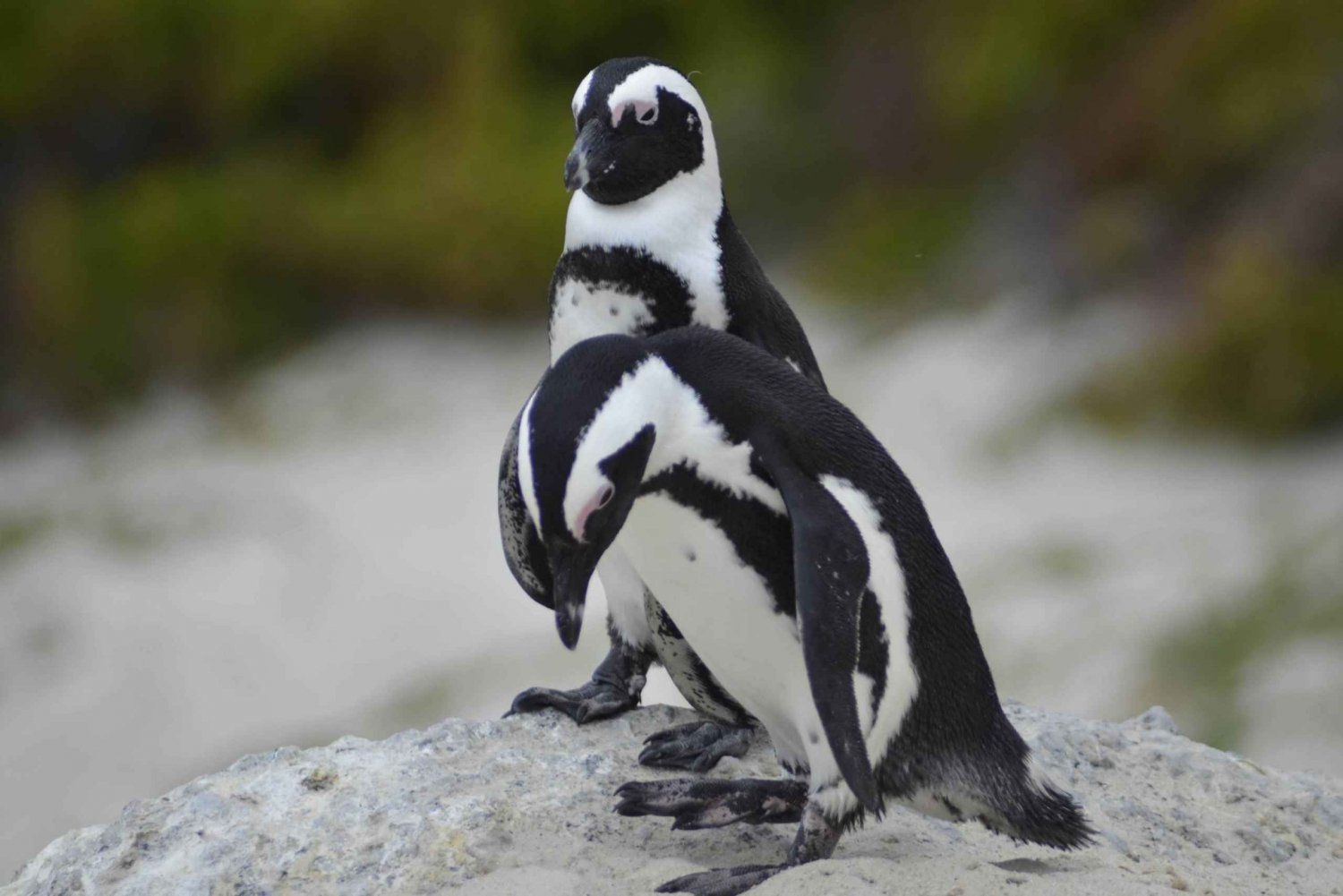 Au départ du Cap : visite d'une demi-journée de la plage de Boulders et des pingouins
