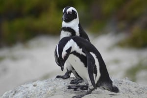 Da Città del Capo: Tour di mezza giornata della spiaggia di Boulders e dei pinguini