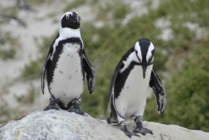 Da Cidade do Cabo: Excursão de meio dia à Boulders Beach e aos pinguins