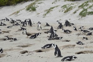 Da Città del Capo: Tour di mezza giornata della spiaggia di Boulders e dei pinguini