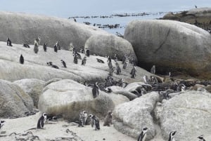 Da Città del Capo: Tour di mezza giornata della spiaggia di Boulders e dei pinguini