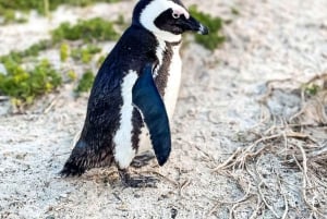 Fra Cape Town: Halvdagsudflugt til Cape Point og pingviner