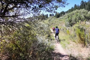From Cape Town: Half-Day Winelands E-Bike Tour