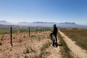 From Cape Town: Half-Day Winelands E-Bike Tour