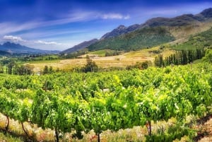 From Cape Town : Hermanus Whale Watching and Winetasting