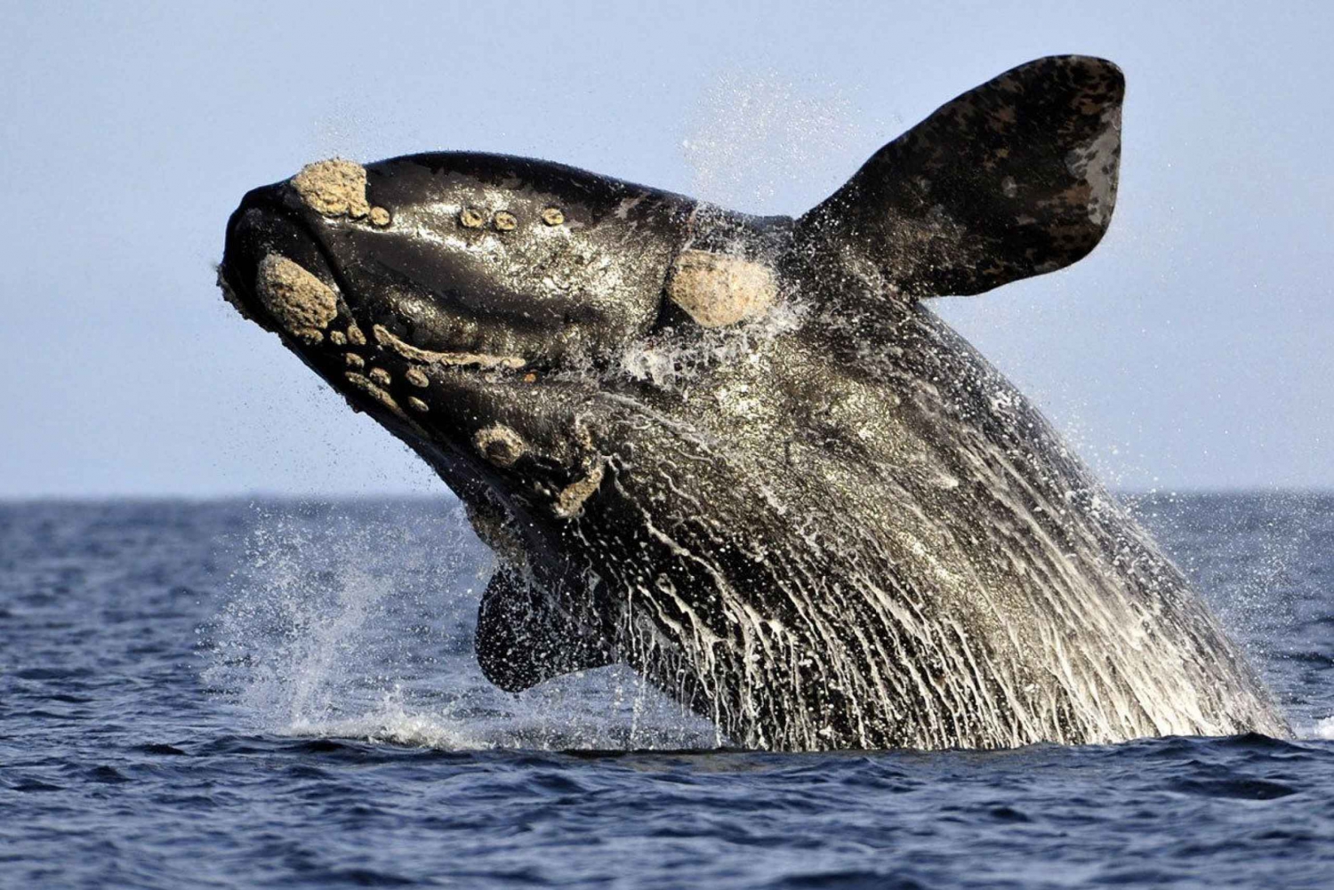 Depuis Le Cap : observation des baleines à Hermanus