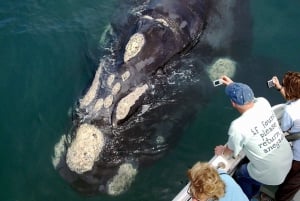Из Кейптауна: прогулка на лодке по наблюдению за китами Hermanus