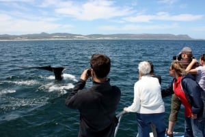 Z Kapsztadu: wycieczka łodzią Hermanus z obserwacją wielorybów
