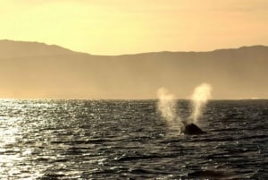 Из Кейптауна: прогулка на лодке по наблюдению за китами Hermanus