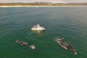 Desde Ciudad del Cabo: Excursión en barco para avistar ballenas en Hermanus