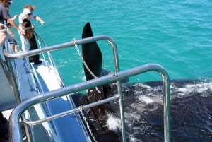 Desde Ciudad del Cabo: Excursión en barco para avistar ballenas en Hermanus