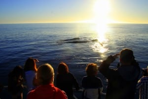 Hermanus: osservazione balene in barca da Città del Capo
