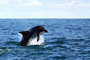 Vanuit Kaapstad: boottocht walvisspotten bij Hermanus