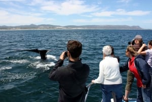 Kapkaupungista: Hermanus Whale Watching -veneajelu