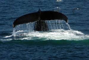 Fra Cape Town: Hermanus hvalsafari med båt