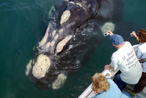 Kapkaupungista: Hermanus Whale Watching -veneajelu