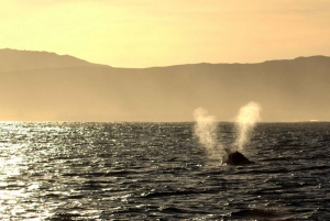 Kapkaupungista: Hermanus Whale Watching -veneajelu