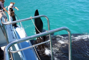 Kapkaupungista: Hermanus Whale Watching -veneajelu