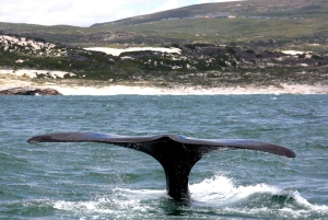 Kapkaupungista: Hermanus Whale Watching -veneajelu