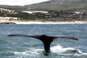 From Cape Town: Hermanus Whale Watching Boat Trip