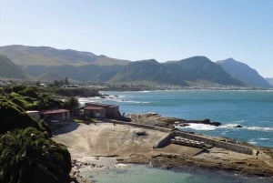 Da Città del Capo: Tour di un giorno a Hermanus per l'osservazione delle balene