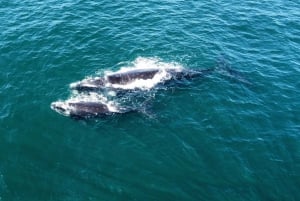 Kapkaupungista: Hermanuksen valaidenkatseluretki veneretkellä