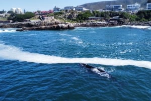 Kapkaupungista: Hermanuksen valaidenkatseluretki veneretkellä