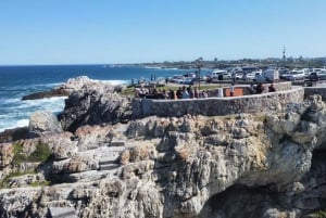 Kapkaupungista: Hermanuksen valaidenkatseluretki veneretkellä